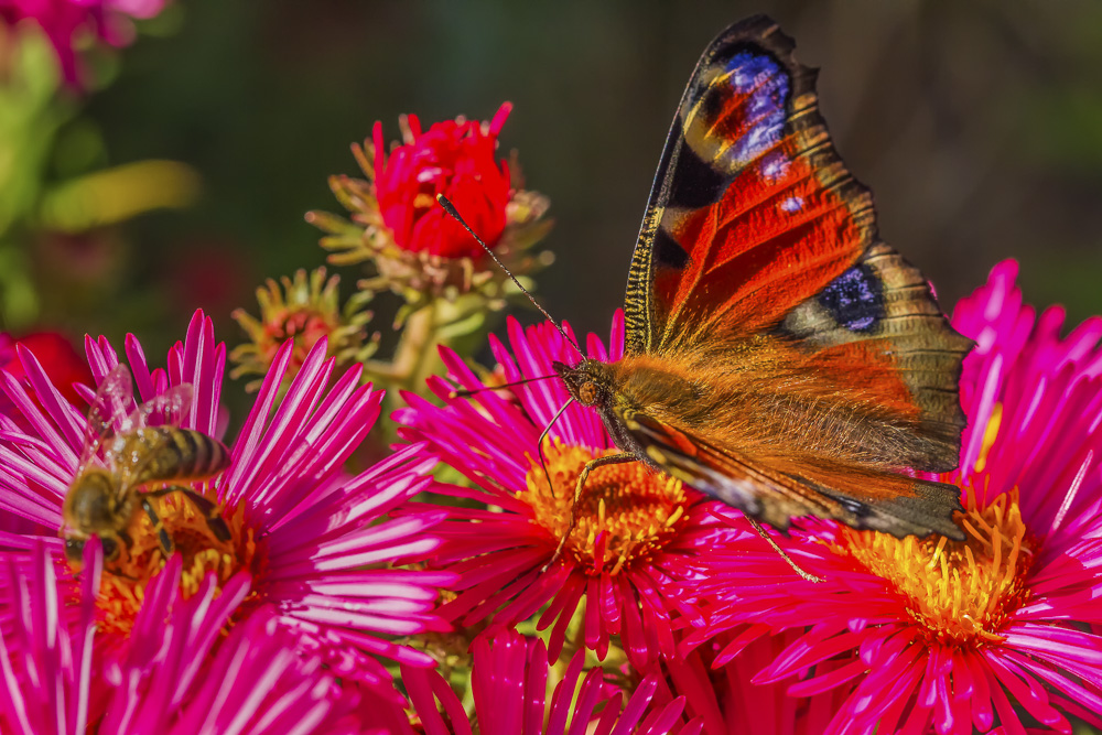 6. Platz Günter Bollenbacher